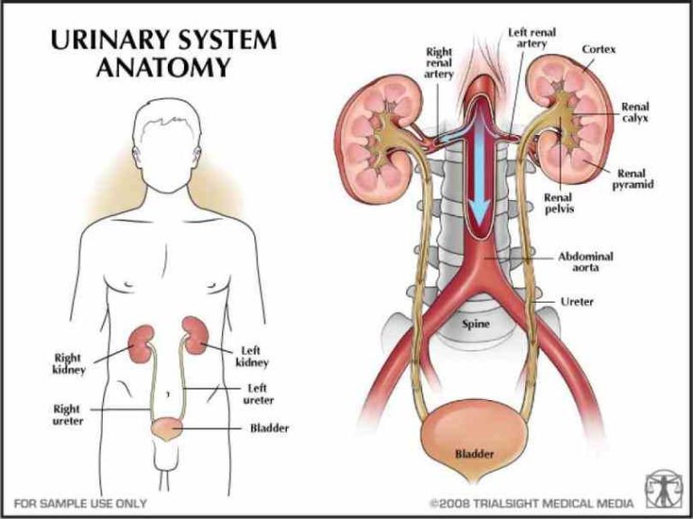 learn Anatomy Of Urogenital System about urinary system anatomy using