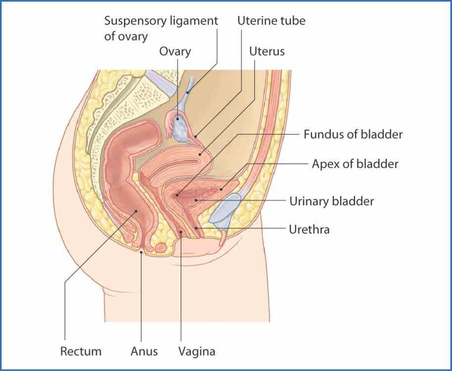 Abdominal Viscera Located In The Retroperitoneum Include The Pictures Wallpapers