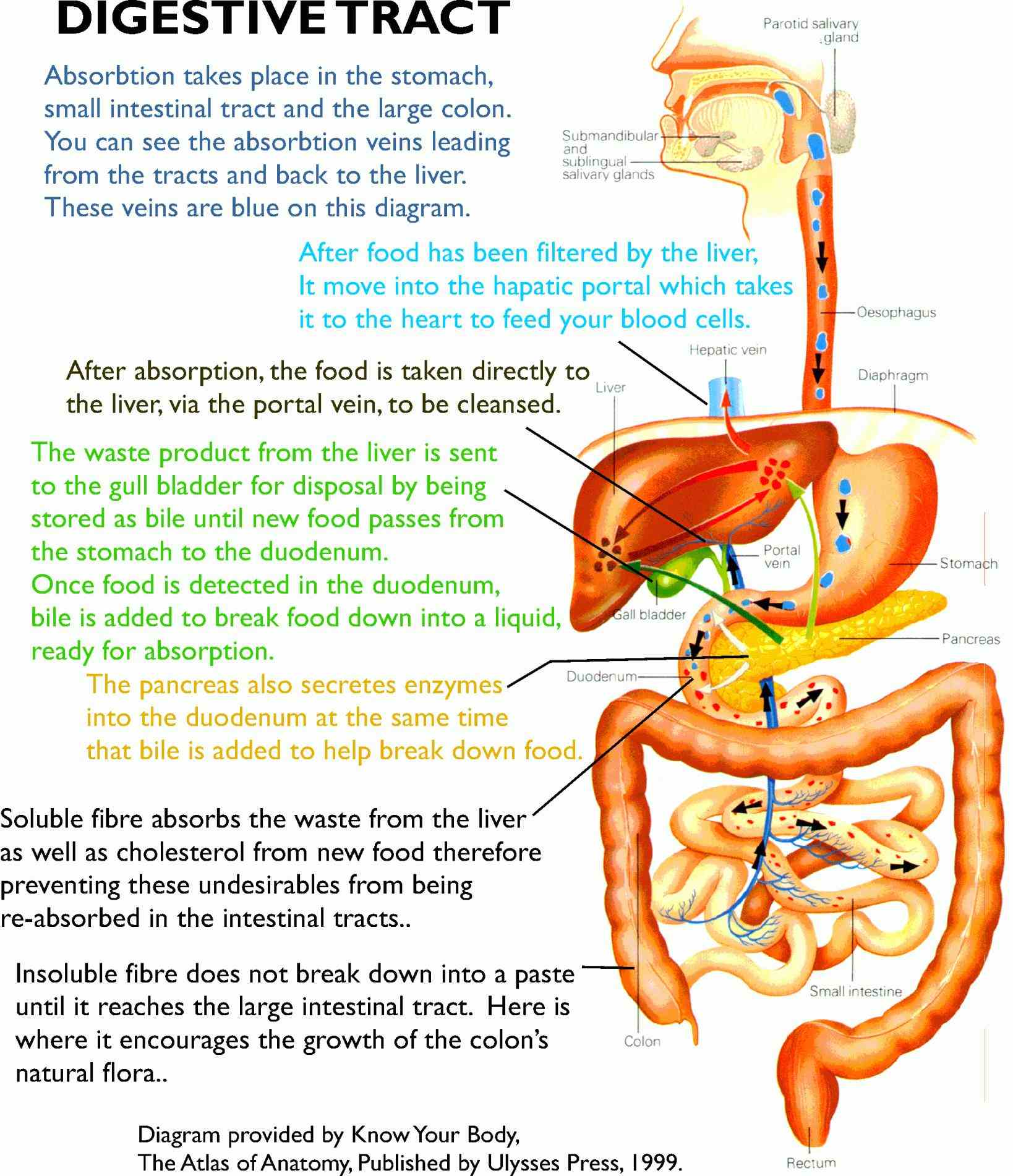 Images Of Digestive System Of Human Body