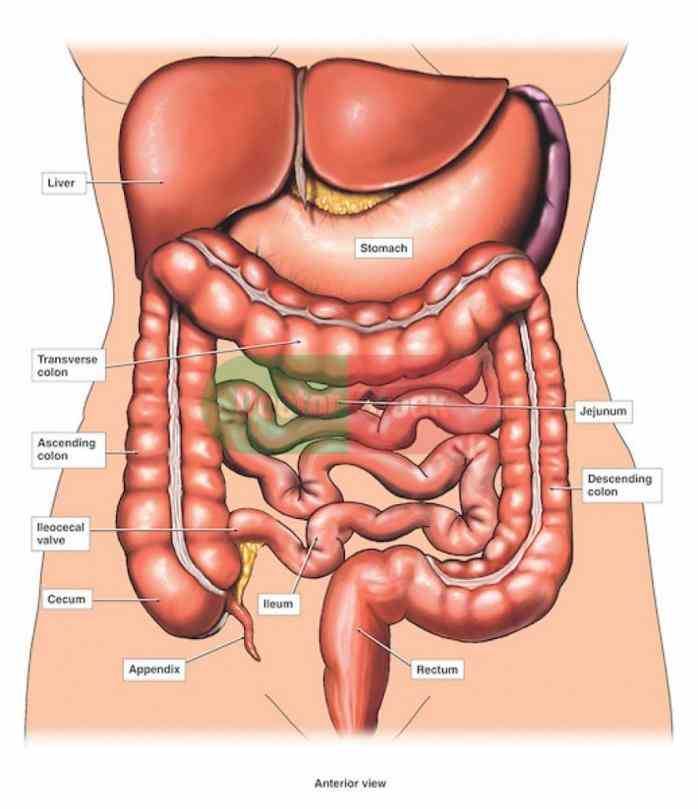ir Anatomy Of Stomach And Duodenum para anatomical structure the stomach has four main regions; cardia fundus body and
