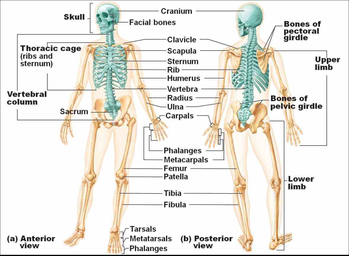 ir Appendicular Skeleton Anatomy Parts para human structure of the bones in skeleton appendicular comprises functionally it is