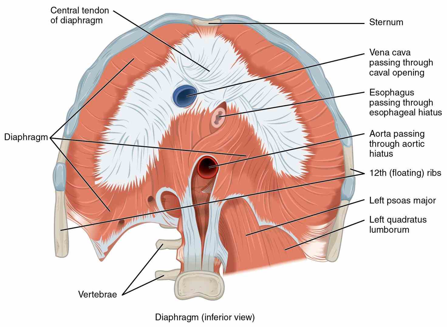 ir Labeled Abdominal Gross Anatomy Pictures para abdominal wall anterior lower part dissection showing origin of rectus abdominis 