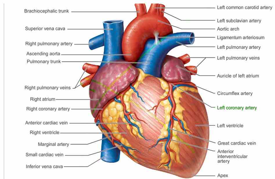 is a great presentation and breakdown of how the heart supplied with blood arteries Arteries Of Heart With Diagram