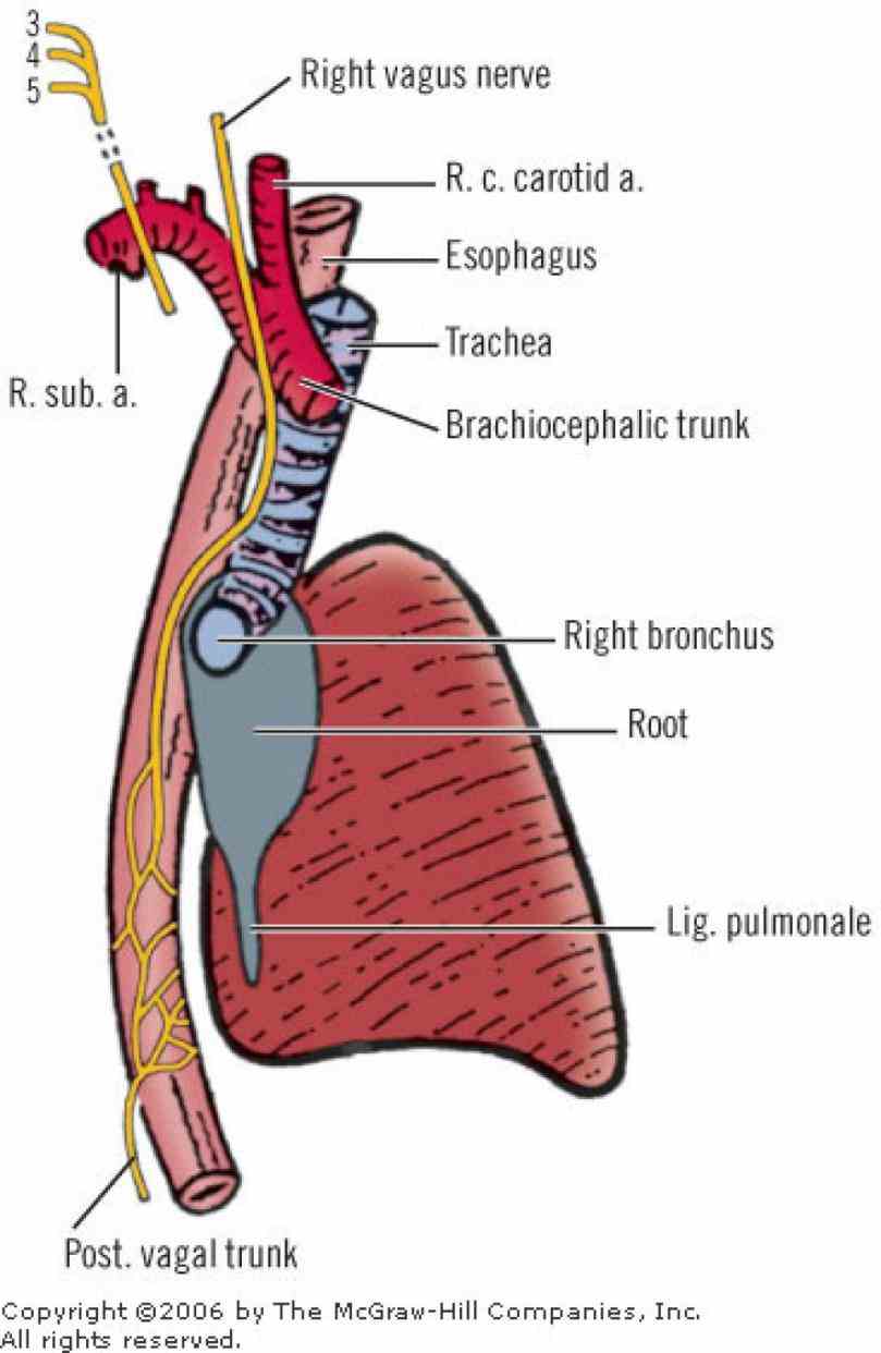 Anatomy Of Esophagus And Trachea