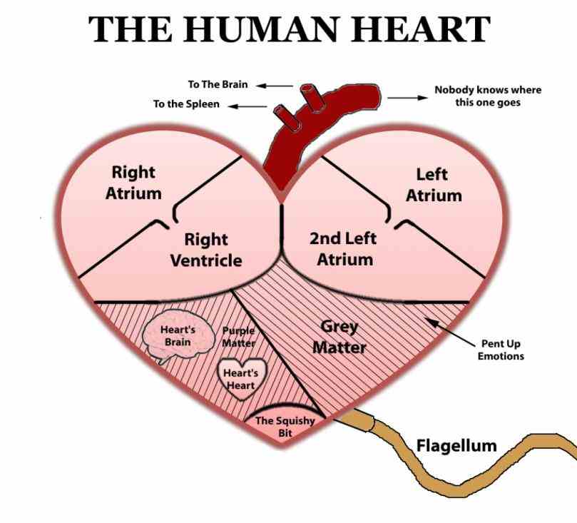 is correct you  photo Heart Diagram With Labels And Functions description this is an excellent human heart diagram which