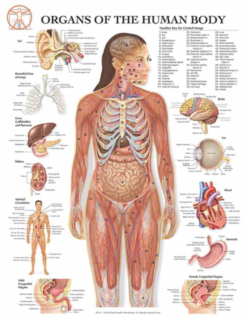 Female Human Body Organs Diagram Pictures Wallpapers