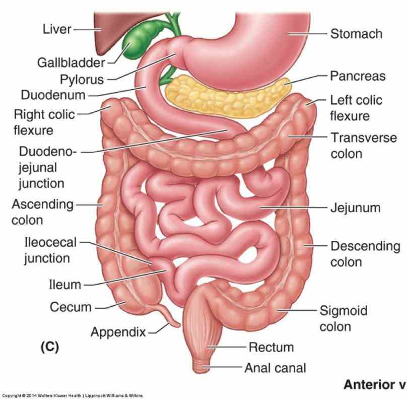 learn Anatomy Of The Large Bowel more about anatomy of the large intestine in boundless open textbook absorbs water