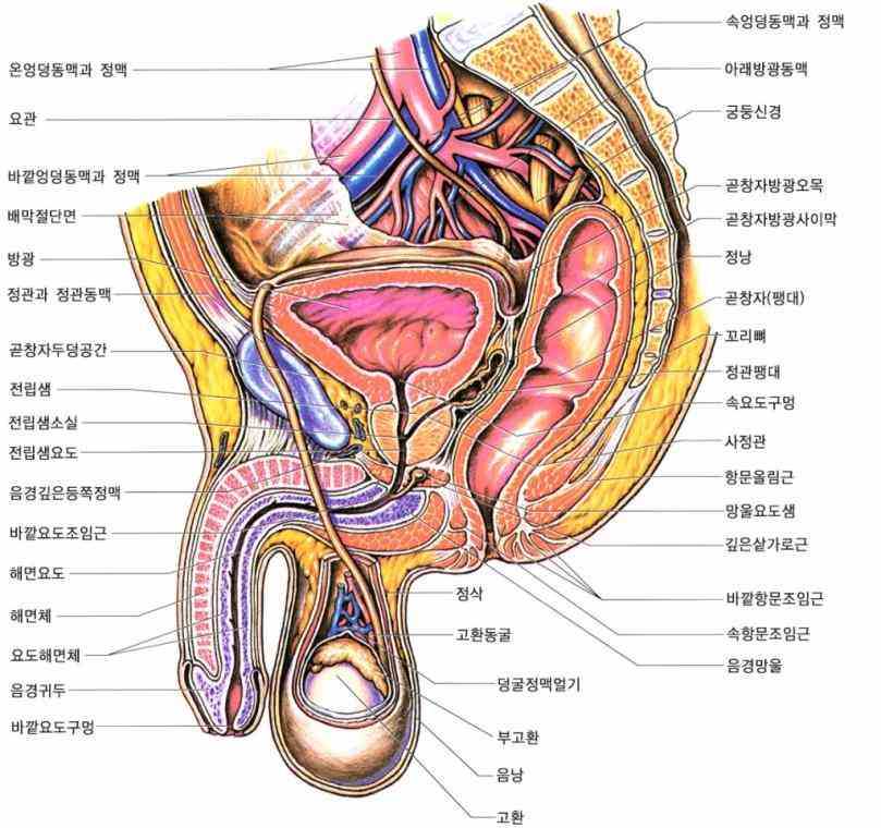 learn more at httpjanuxouedu a Anatomy Of Male Reproductive System look at the major organs in male reproductive system