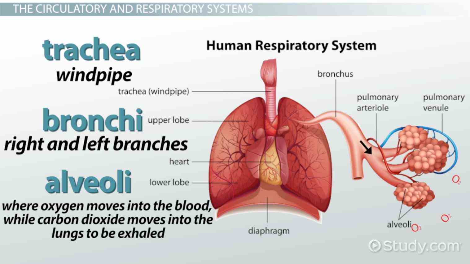 primary function of respiratory system milady