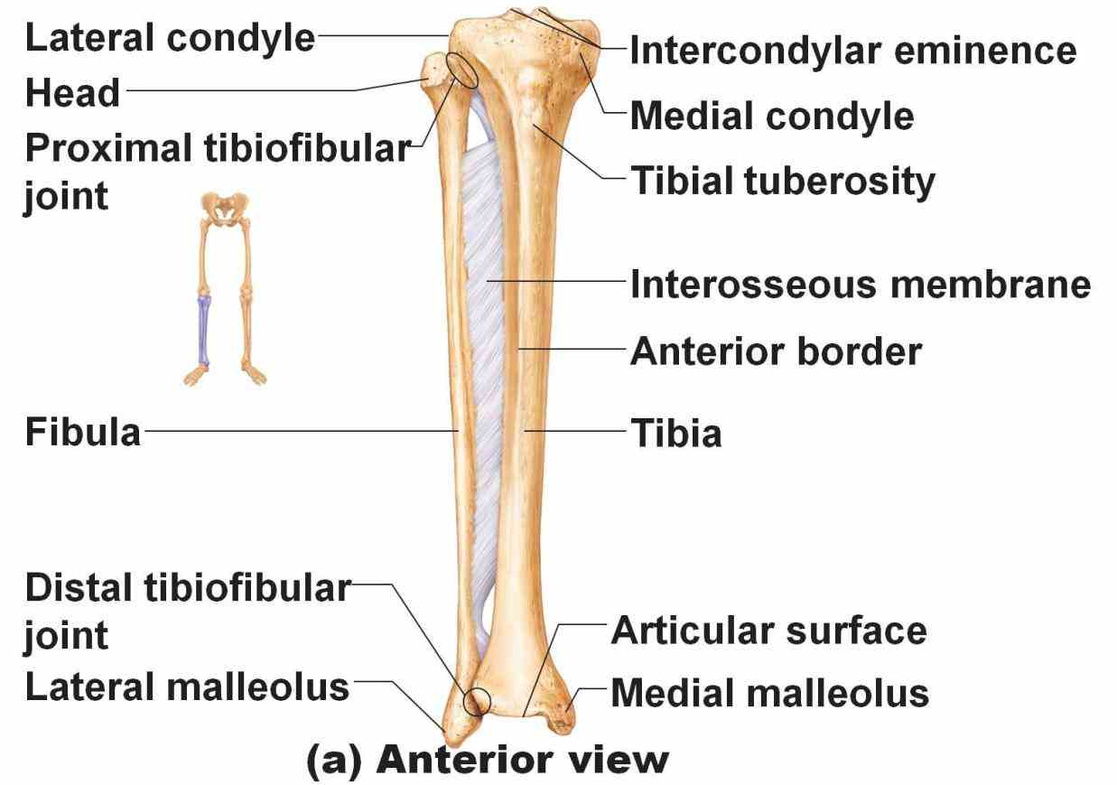 leg forming what more commonly known as in this article we shall look at bony landmarks region anatomy if
