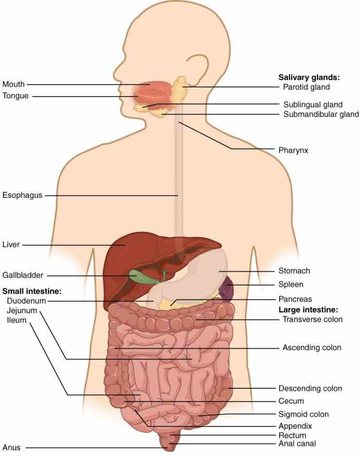 length   basic Anatomy The Four Regions Of The Stomach anatomy parts of the stomach as shown above right