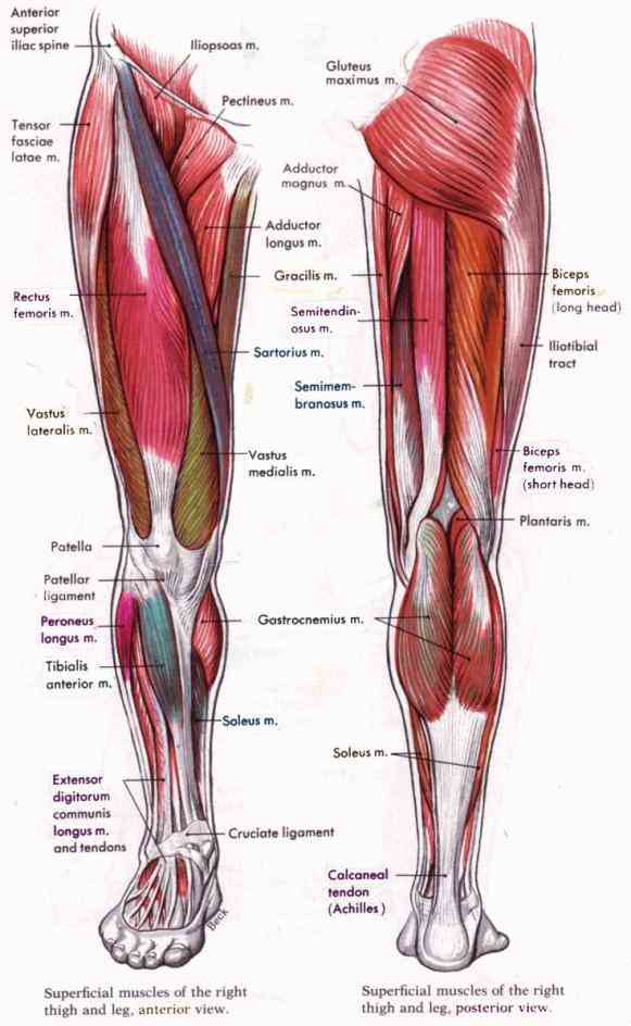 Human Detailed Structure Leg Pictures Wallpapers