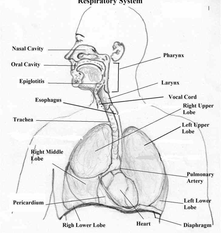 major parts of the respiratory system airway lungs and function nasal