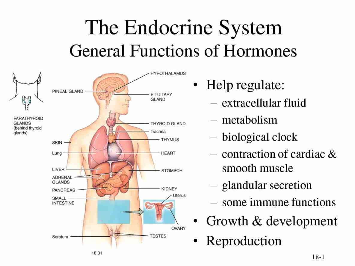Labelled Endocrine System Anatomy Pictures Wallpapers Labelled Endocrine System Anatomy Pictures Wallpapers