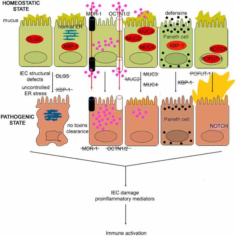 Epithelial Cell Function And Structure Pictures Wallpapers