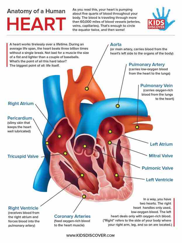Images Of The Heart Anatomy Pictures Wallpapers