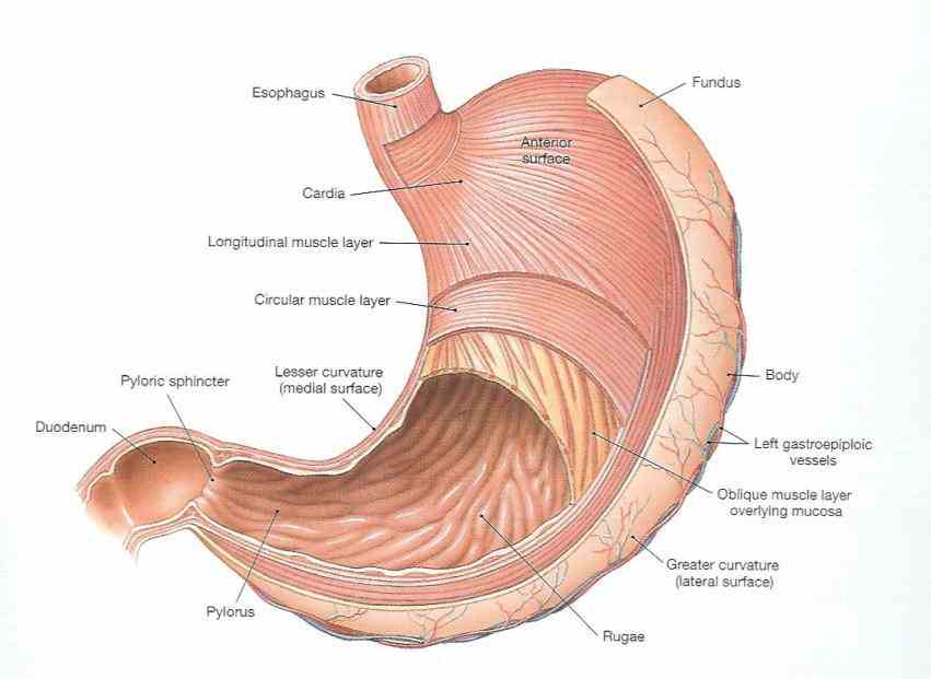 most of the organs like stomach and intestines are tubelike contain food  the Label The Human Stomach stomach is