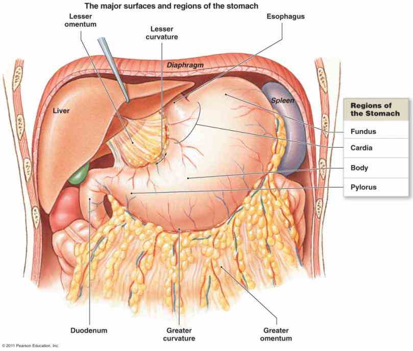 most superior portion receives food body= largest the Anatomy Of Stomach And Duodenum duodenum is first section of small