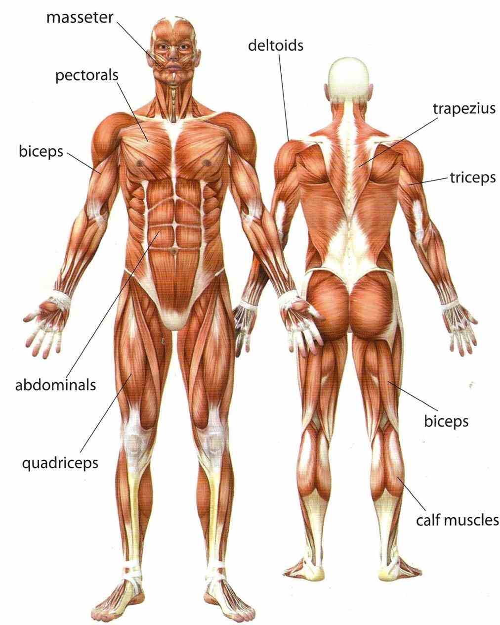 Muscular System Human Anatomy Pictures Wallpapers