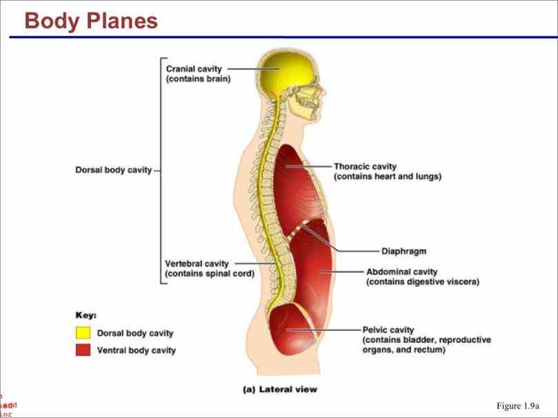 multicellular organism other the dorsal posterior and ventral anterior are largest compartments these contain protect  de Dorsal And Ventral