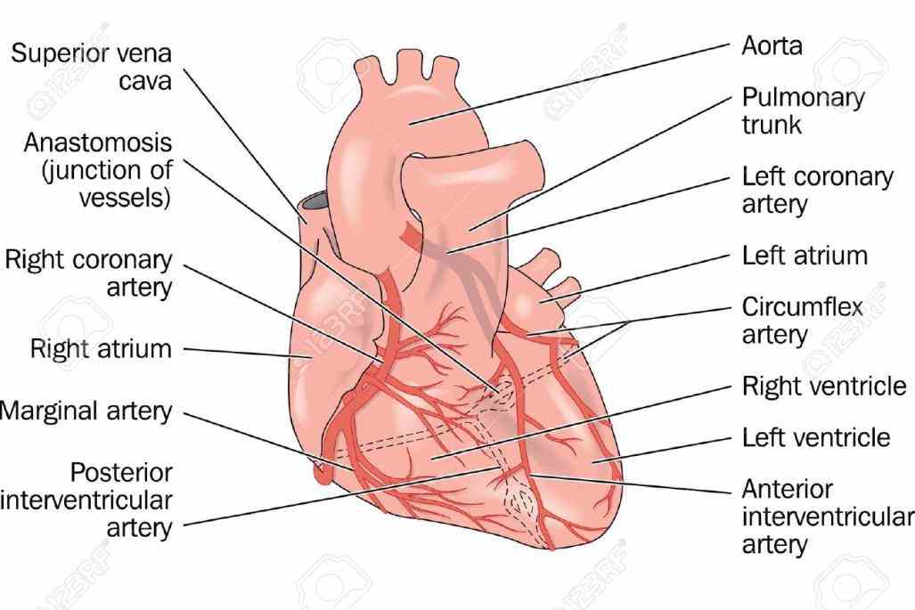 muscle there are two main right and left coronary Arteries Of Heart With Diagram circulation is the of blood