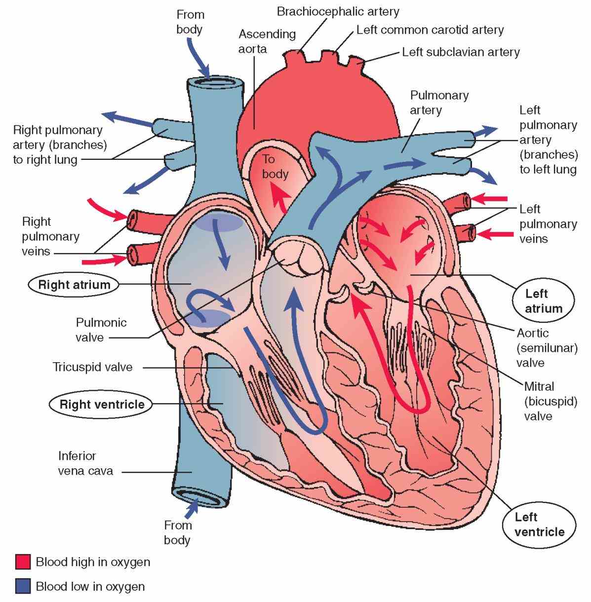Human Heart Diagram In Hindi
