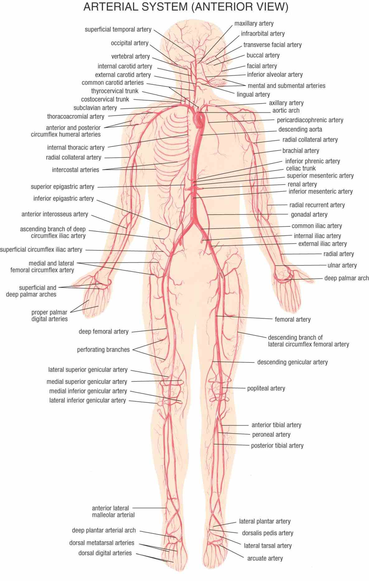 neck common carotid artery relations; external artery; the  de All Arteries In The Human Body fev all rights reserved