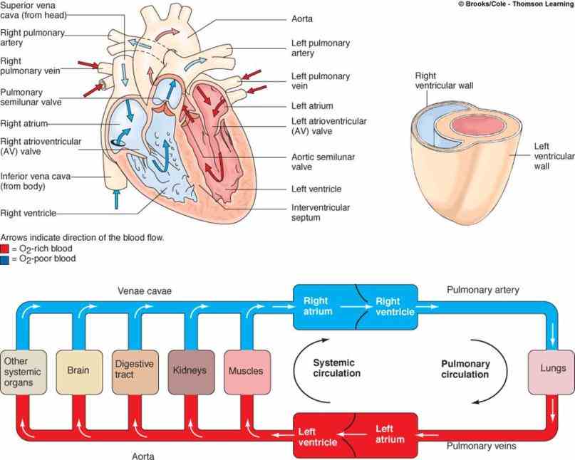 nursing school made it so easy to remember things  english Images Of Blood Flow Through The Heart a flow