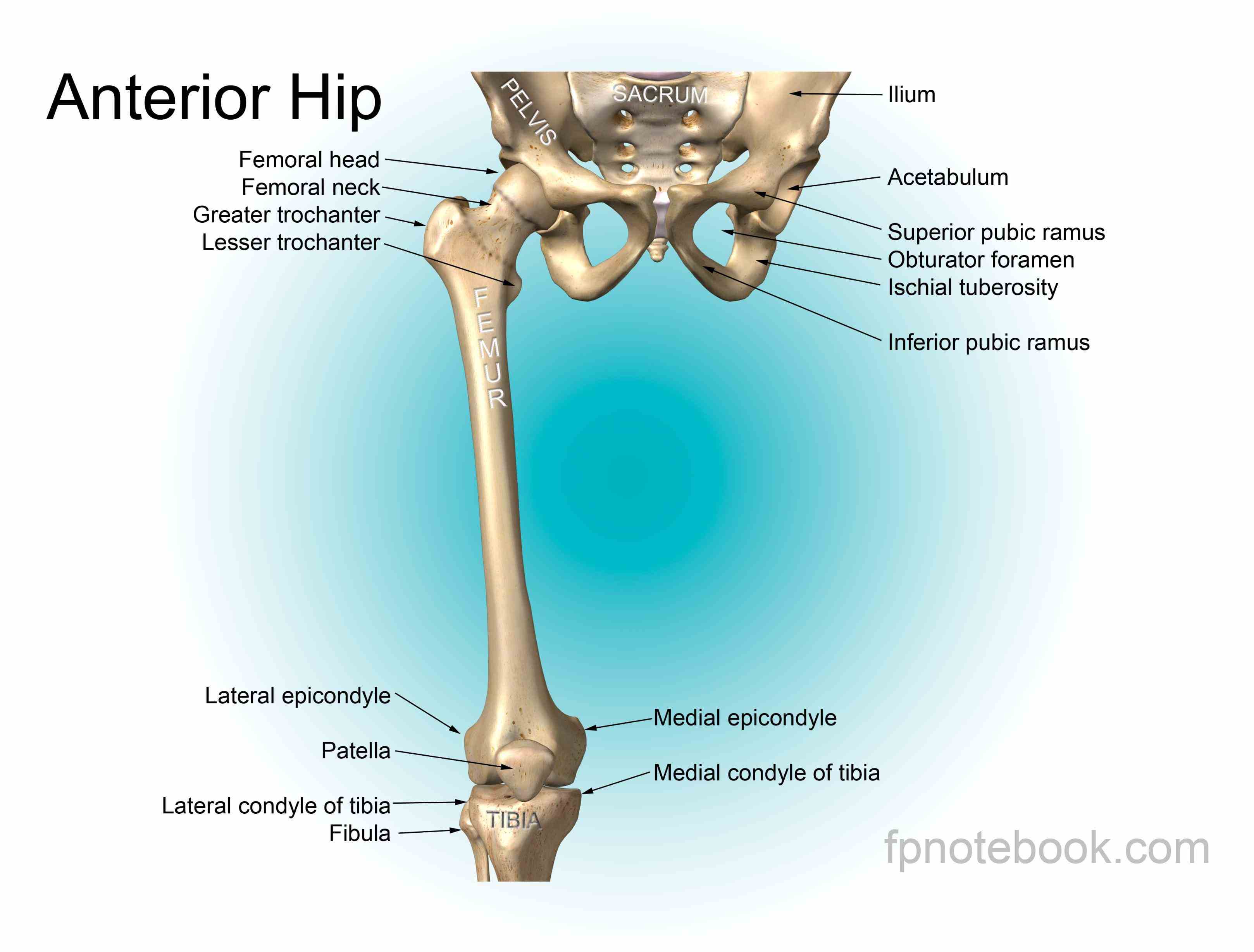 Hip And Pelvis Anatomy