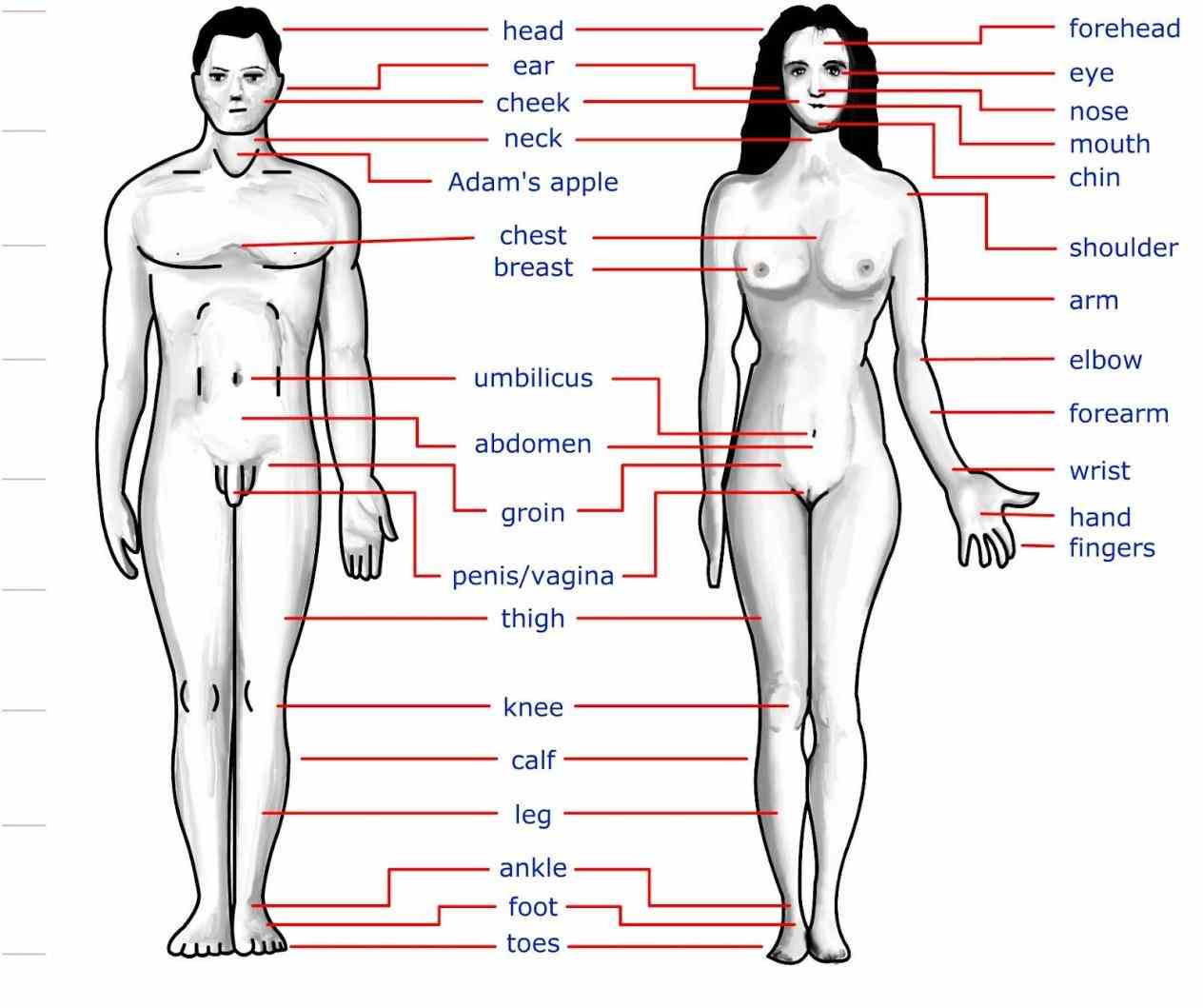 External Part Of Human Body Pictures Wallpapers