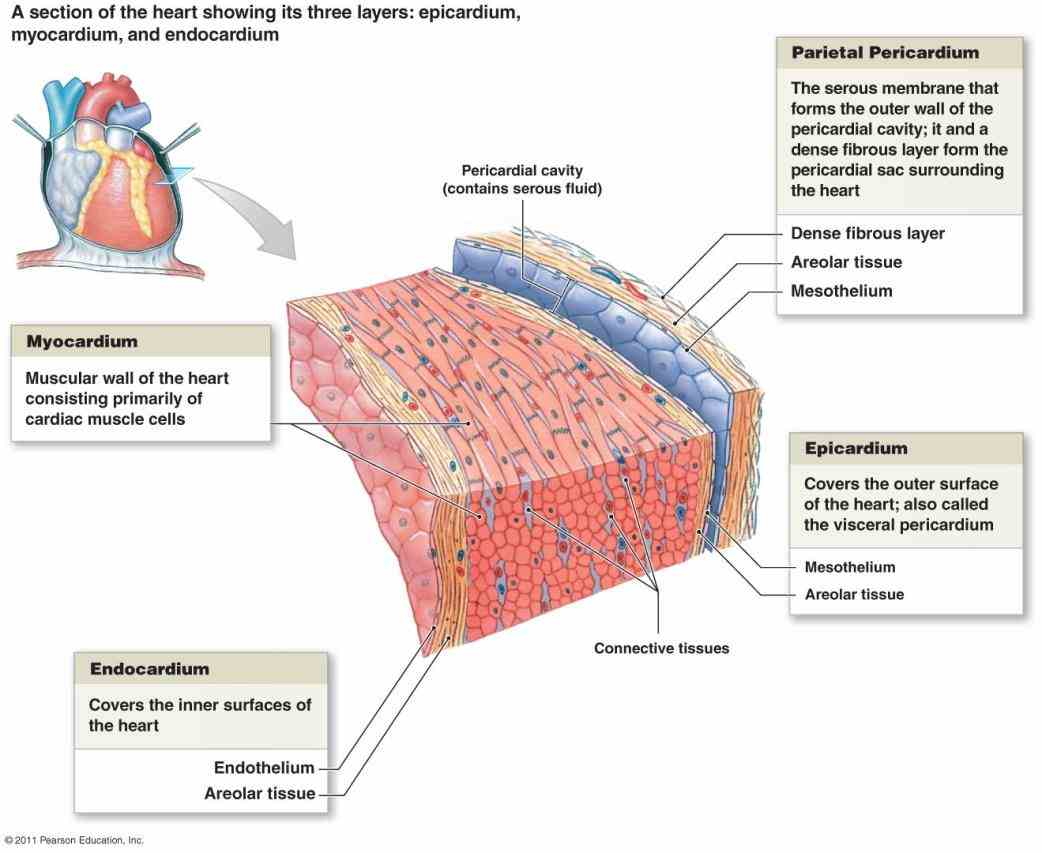 of heart with diagram blood supply the images about coronary arteries Arteries Of Heart With Diagram of heart with