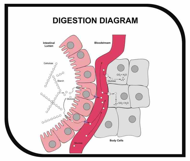 Epithelial Cell Function And Structure Pictures Wallpapers