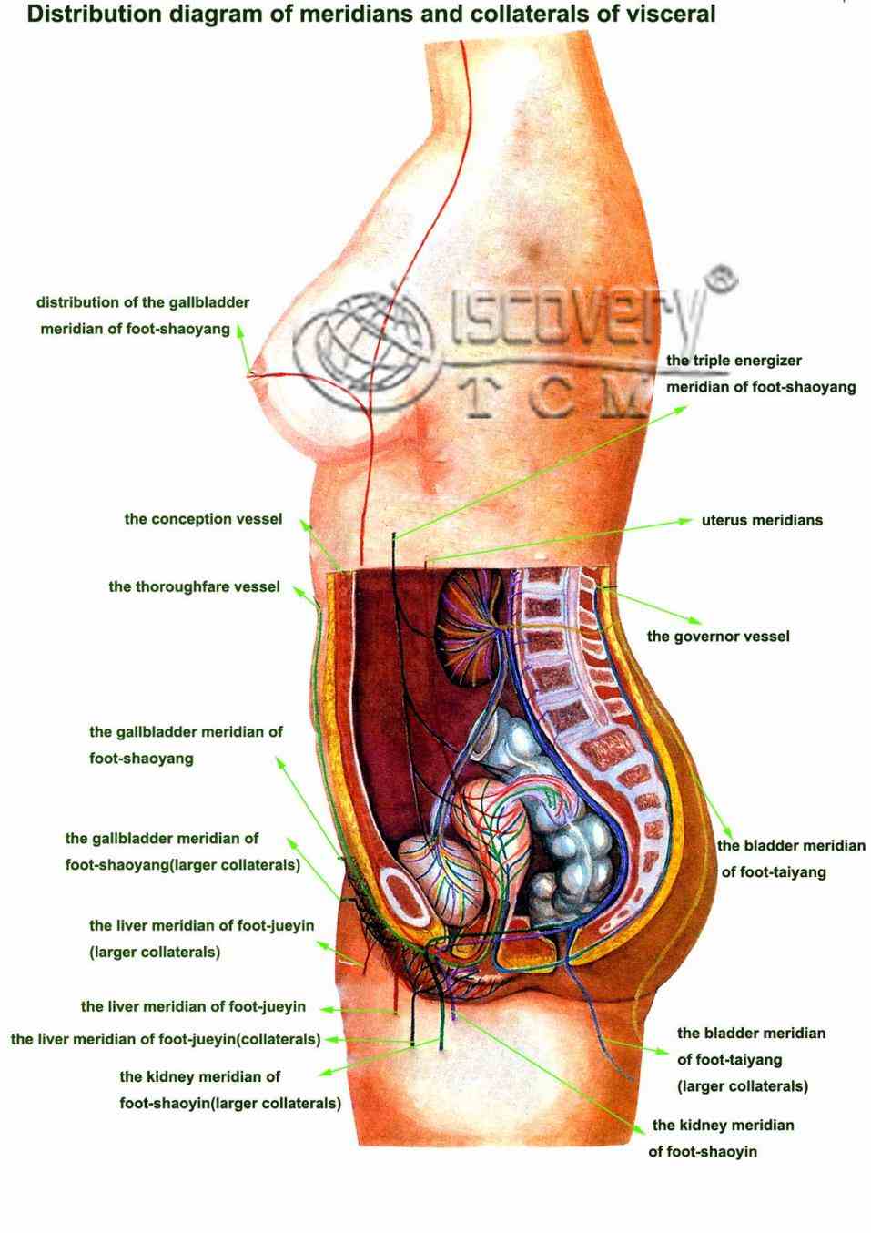 organs of the human body english lesson you will learn about vocabulary for de Inner Structure Of Human Body