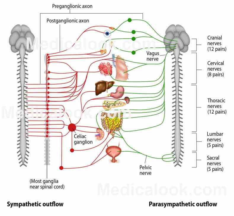 Anatomy Of Peripheral Nervous System Pictures Wallpapers