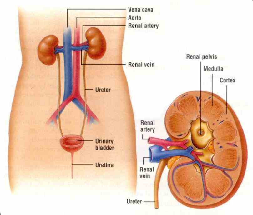 overview; gross kidney; nephron; functions learn Anatomy Of The Excretory System about urinary system anatomy using interactive pictures supported