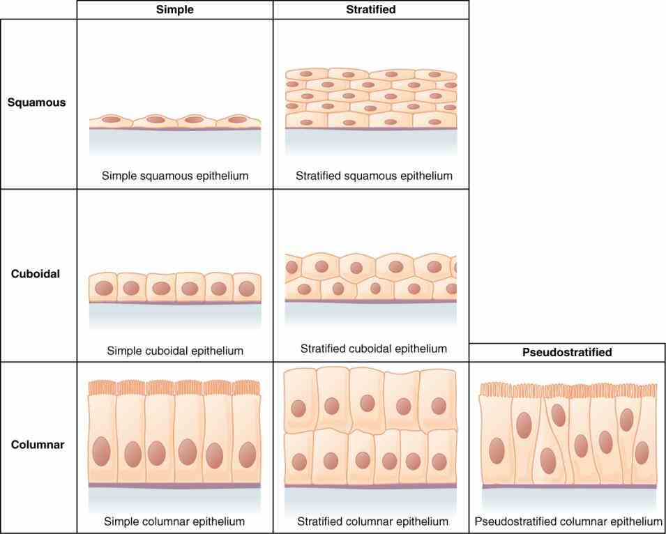 packed structure we would expect epithelial tissue to serve some type of barrier and protective function that is certainly