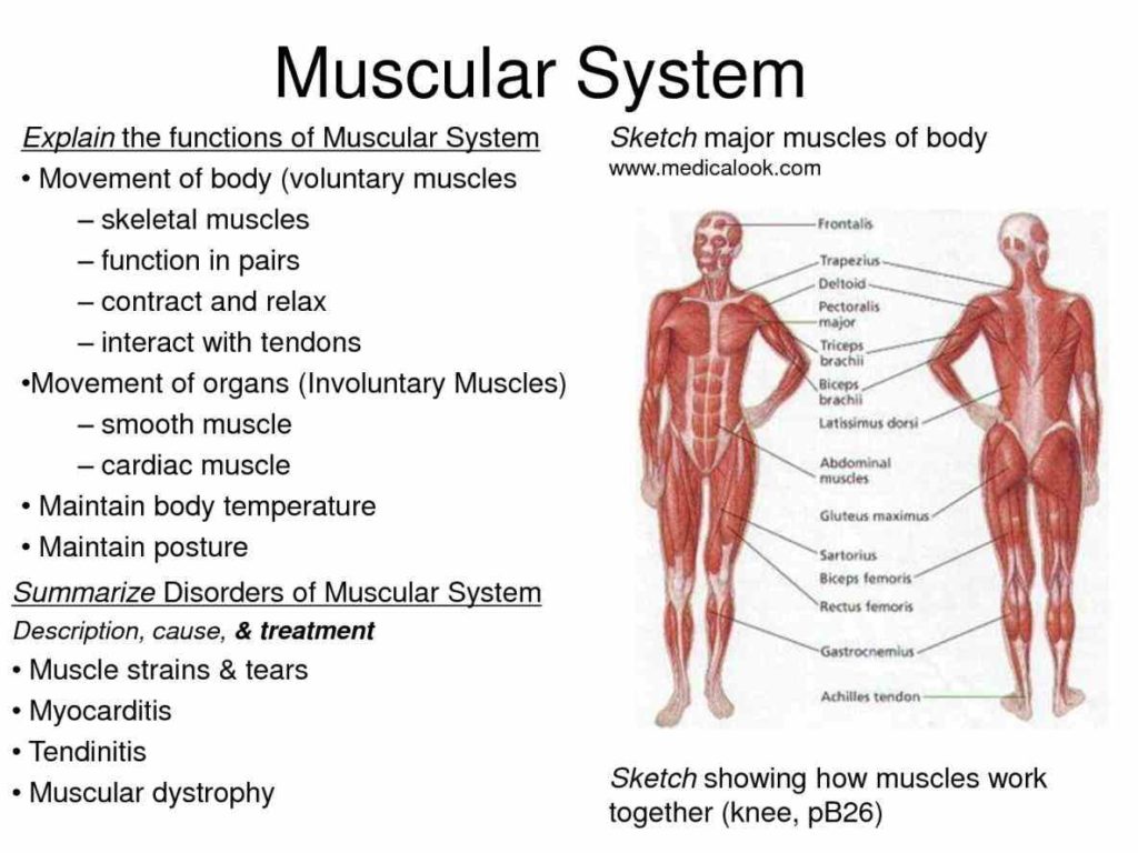 parts of the muscular system muscles body are divided into three main