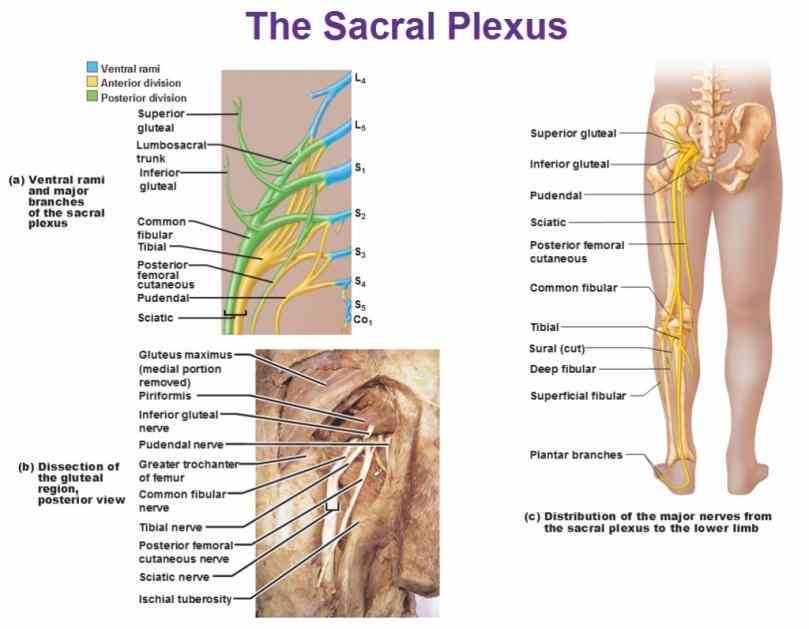 Anatomy Of Peripheral Nervous System Pictures Wallpapers