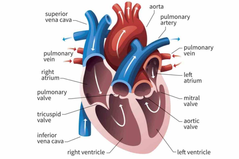 pulmonary veins they lungs to do All Arteries Carry Oxygenated Blood