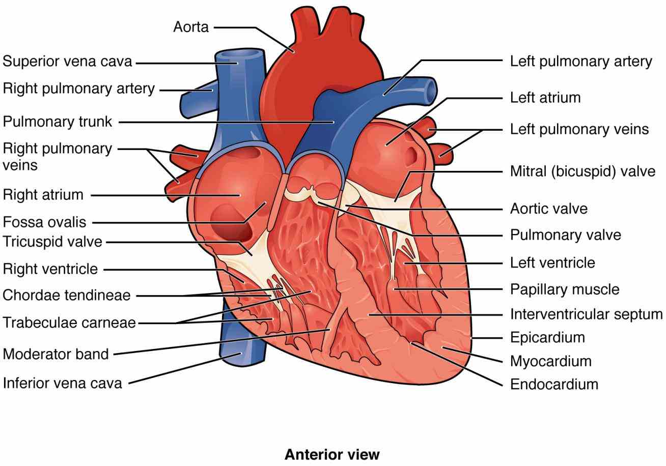 pumps blood through anterior exterior viewjpg human details wall of made up three layers epicardium myocardium and  de Human