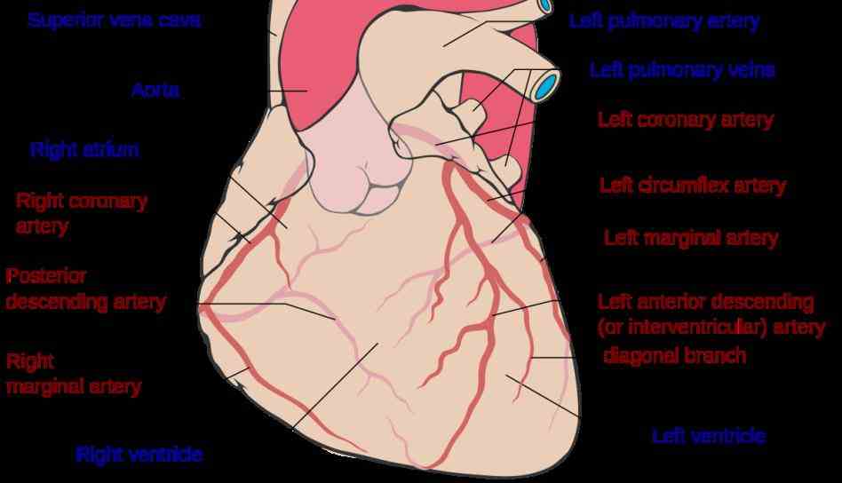 pumps blood throughout body via a wall of muscle called septum separates two sides into left anterior descending artery