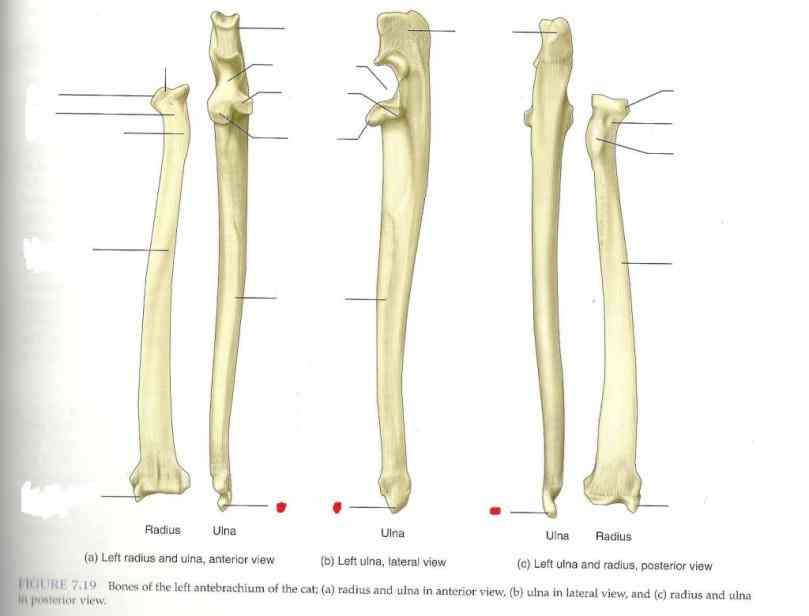 radius learn with flashcards games and more — for free start Labeled Ulna And Radius studying ulna and radius