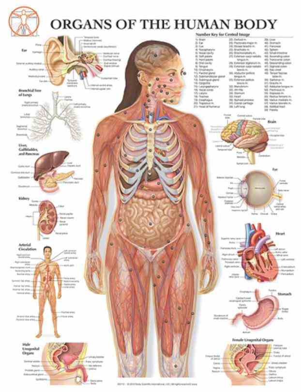 reproductive system allows for nurturing of a fertilized egg so that it may develop into fetus external genitals consist