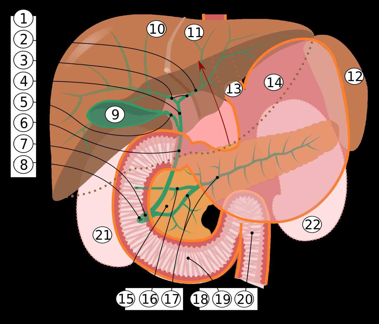 sac connecting esophagus above and small intestine below first part of known as duodenum the Anatomy Of Stomach And