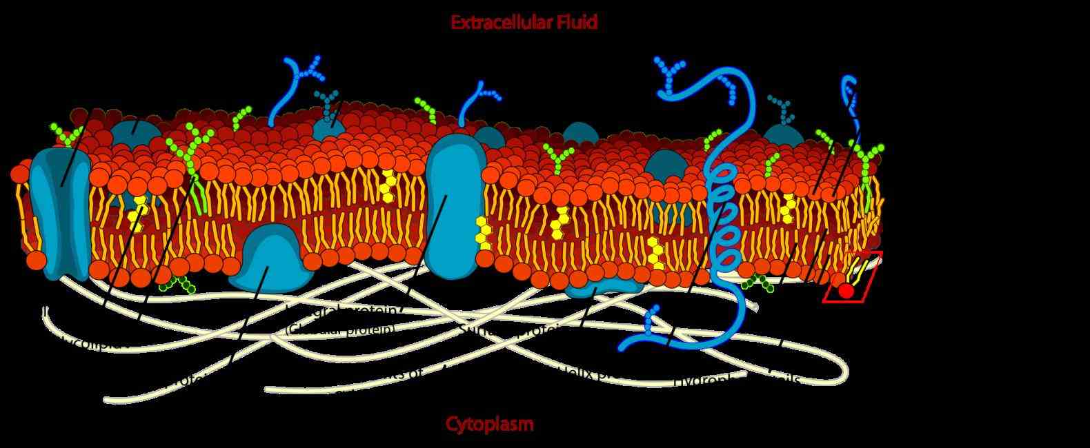 semipermeable barrier that surrounds and encloses glycoproteins have carbohydrate chain attached to them glycolipids Glycoprotein Function In Cell Membrane