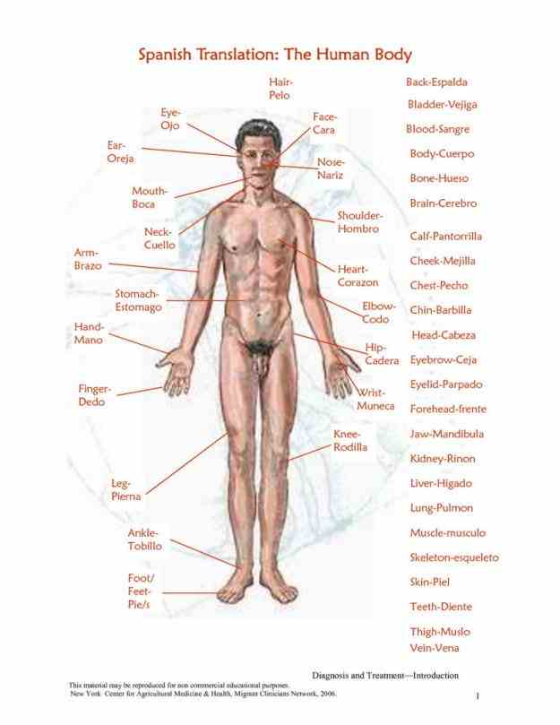 shoulder chest abdomen buttocks; hip; leg; thigh; knee; calf; back  ir External Parts Of The Human Body para external