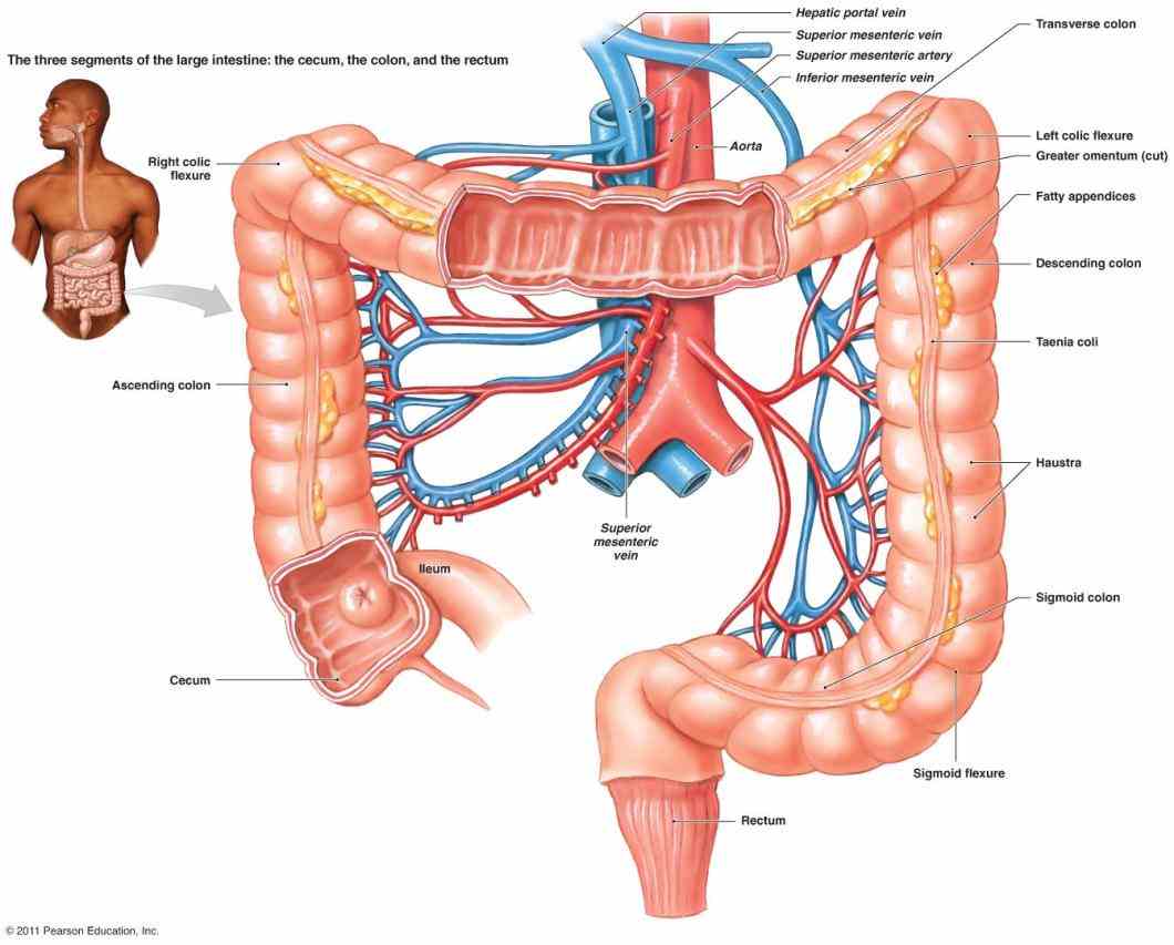 sigmoid flexure to form sshaped before straightening into  the Anatomy Of The Large Intestine In Humans large intestine also