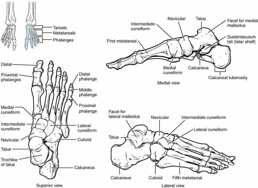skeleton transmits weight upper body the Anatomy The Bones Of The Lower Limb lower limb is subdivided by hip
