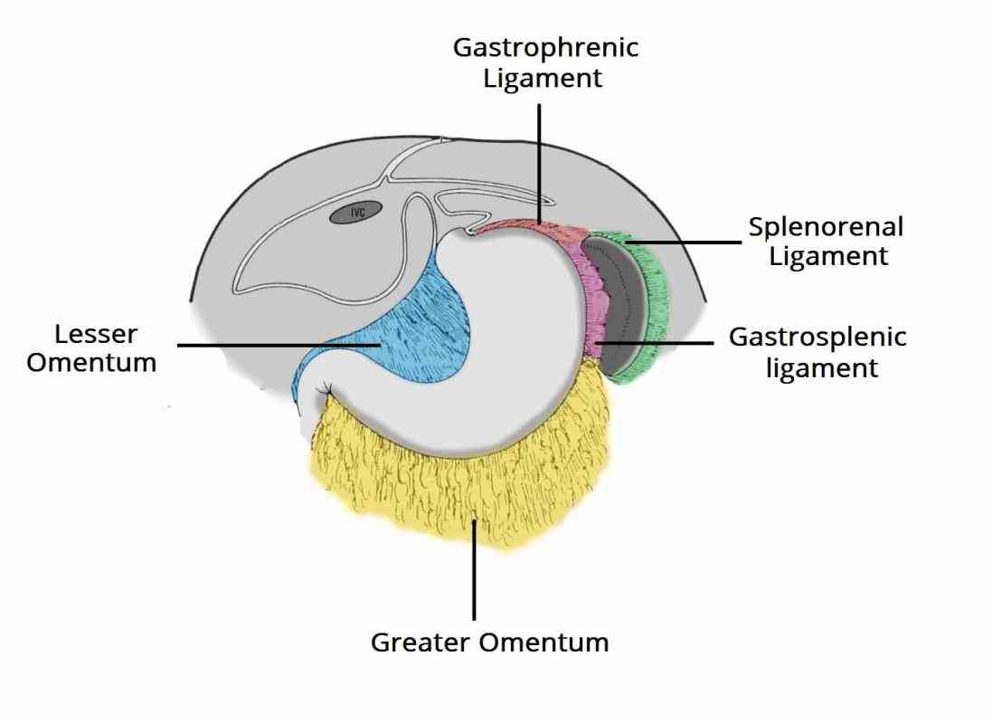 space retroperitoneum is anatomical sometimes a potential structures that are not suspended by mesentery in abdominal cavity and lie