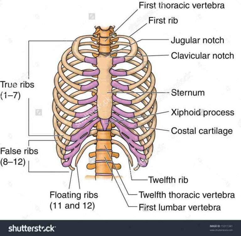 Rib Cartilage Location At Roderick Wilkerson Blog Rib Cartilage Location At Roderick Wilkerson Blog
